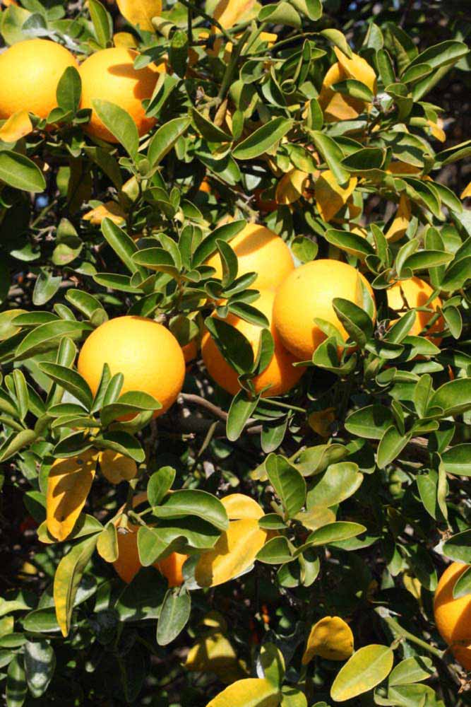            Habit (Riverside, CA)   